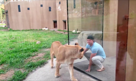 Man Has A Field Trip Playing With Lionesses At The Zoo
