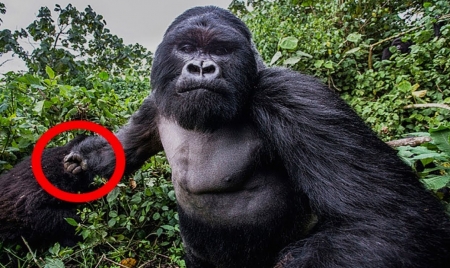 This Gorilla Is Causing Quite A Stir With Its Human Like Act